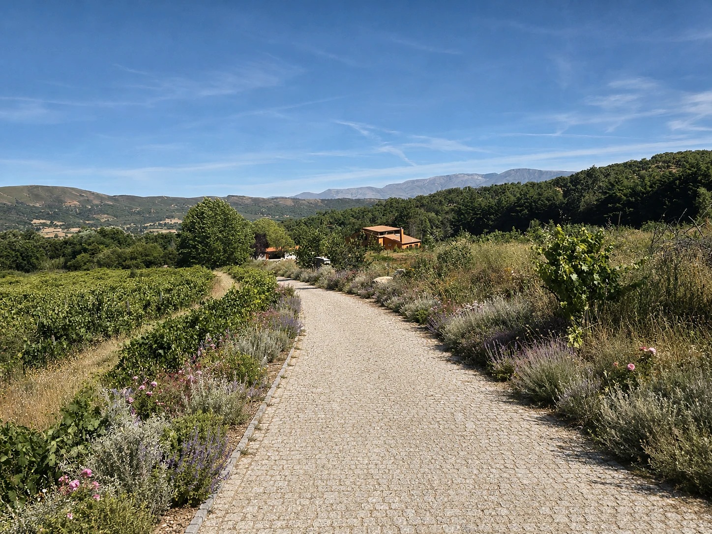 A cobbled drive curving through vineyards toward the house, with the Serra beyond