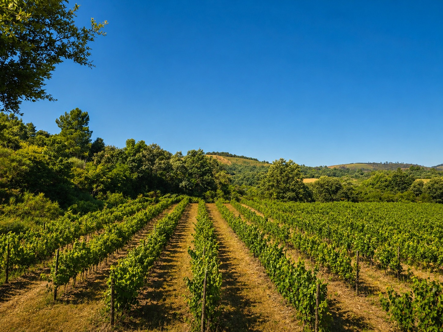 Rows of vines running toward wooded hills under a clear sky