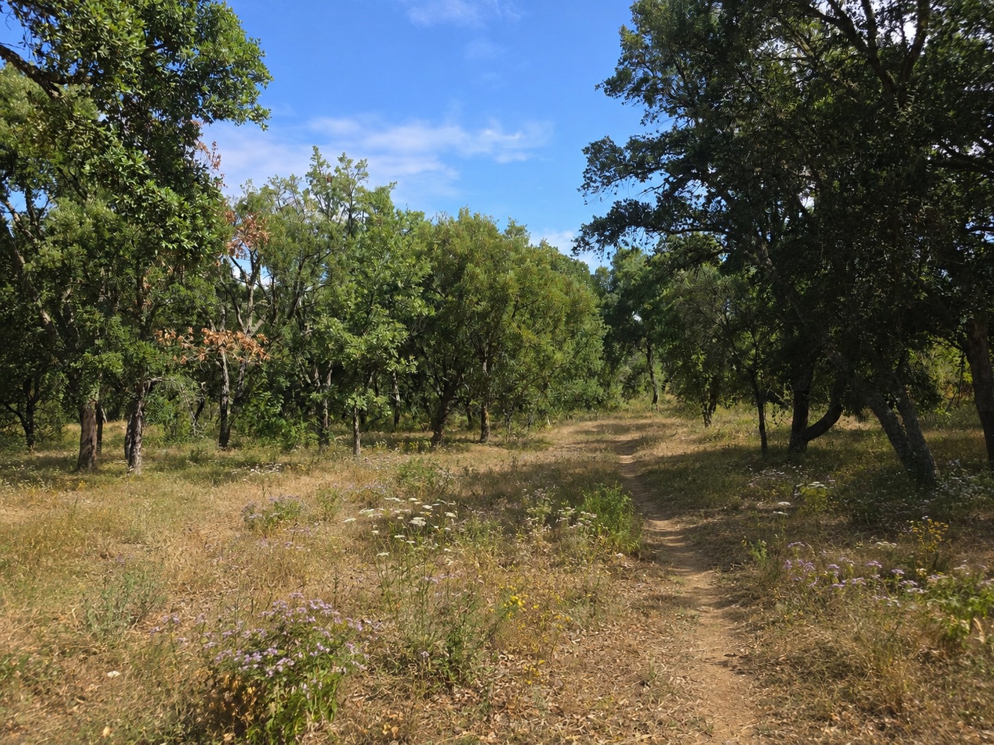 A quiet track through open oak woodland and dry summer grasses